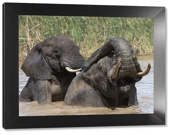 African elephants (Loxodonta africana) bathing, Addo elephant national park, Eastern Cape