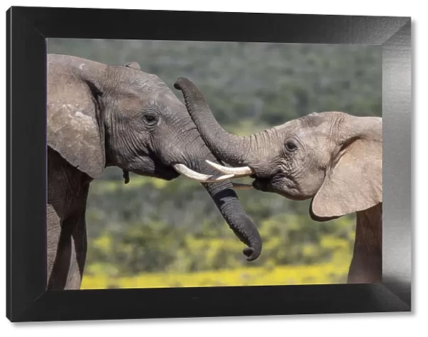 African elephants (Loxodonta africana), Addo elephant national park, Eastern Cape