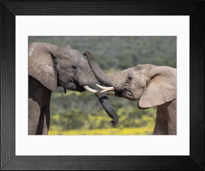 Framed Print : African elephants (Loxodonta africana), Addo elephant national park, Eastern Cape Framed Print : African elephants (Loxodonta africana), Addo elephant national park, Eastern Cape