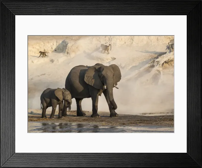 Framed Print : African elephants (Loxodonta africana), Chobe river, Botswana Framed Print : African elephants (Loxodonta africana), Chobe river, Botswana