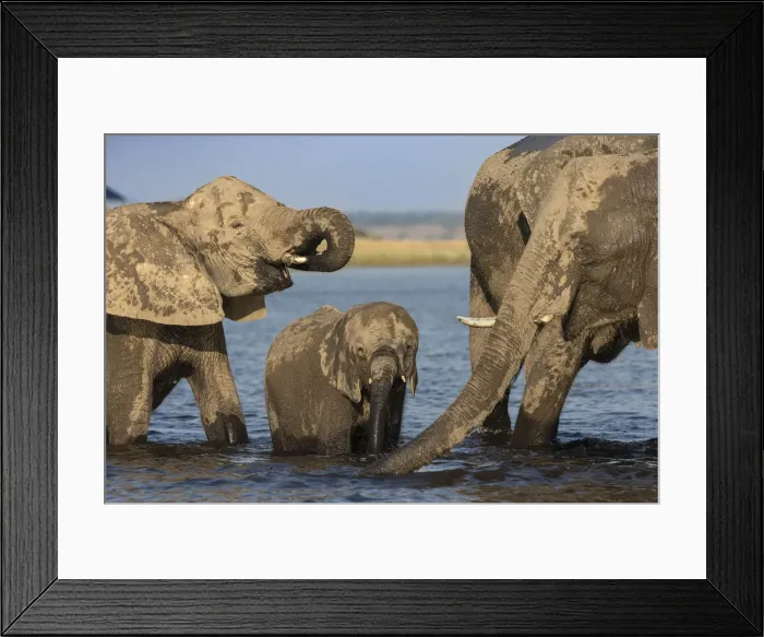 Framed Print : African elephants (Loxodonta africana) drinking, Chobe river, Botswana Framed Print : African elephants (Loxodonta africana) drinking, Chobe river, Botswana