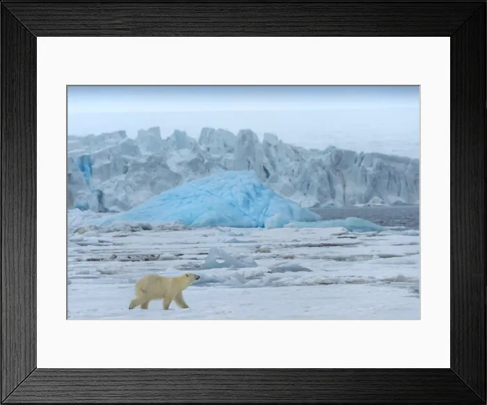 Framed Print : Female polar bear (Ursus maritimus) on pack ice, Bjornsundet, Hinlopen Strait, Spitsbergen Island Framed Print : Female polar bear (Ursus maritimus) on pack ice, Bjornsundet, Hinlopen Strait, Spitsbergen Island
