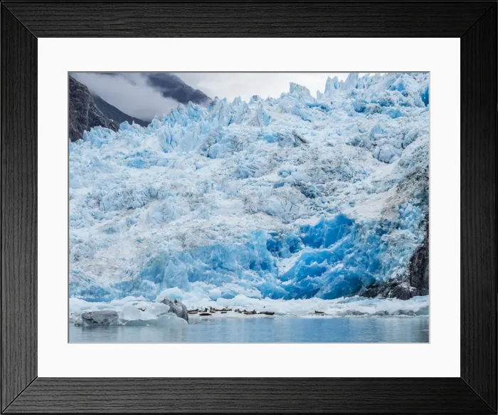 Framed Print : Adult harbor seals, Phoca vitulina, hauled out on ice at South Sawyer Glacier, Tracy Arm Framed Print : Adult harbor seals, Phoca vitulina, hauled out on ice at South Sawyer Glacier, Tracy Arm