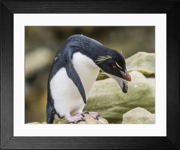 Framed Print : An adult Southern rockhopper penguin, Eudyptes chrysocome, at rookery on New Island Framed Print : An adult Southern rockhopper penguin, Eudyptes chrysocome, at rookery on New Island