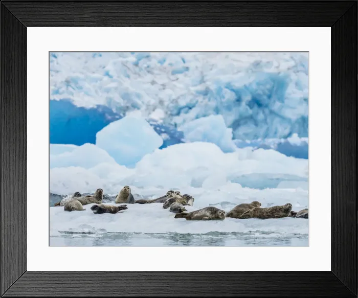 Framed Print : Adult harbor seals, Phoca vitulina, hauled out on ice at South Sawyer Glacier, Tracy Arm Framed Print : Adult harbor seals, Phoca vitulina, hauled out on ice at South Sawyer Glacier, Tracy Arm