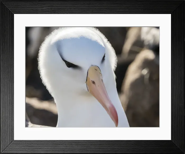 Framed Print : Black-browed albatross, Thalassarche melanophris, at breeding colony on New Island Framed Print : Black-browed albatross, Thalassarche melanophris, at breeding colony on New Island