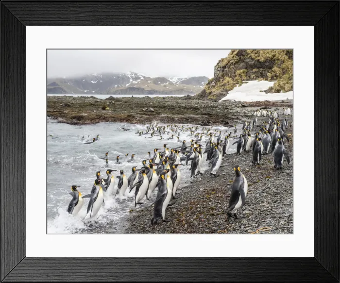 Framed Print : Adult king penguins, Aptenodytes patagonicus, leaving the sea after feeding in Right Whale Bay Framed Print : Adult king penguins, Aptenodytes patagonicus, leaving the sea after feeding in Right Whale Bay