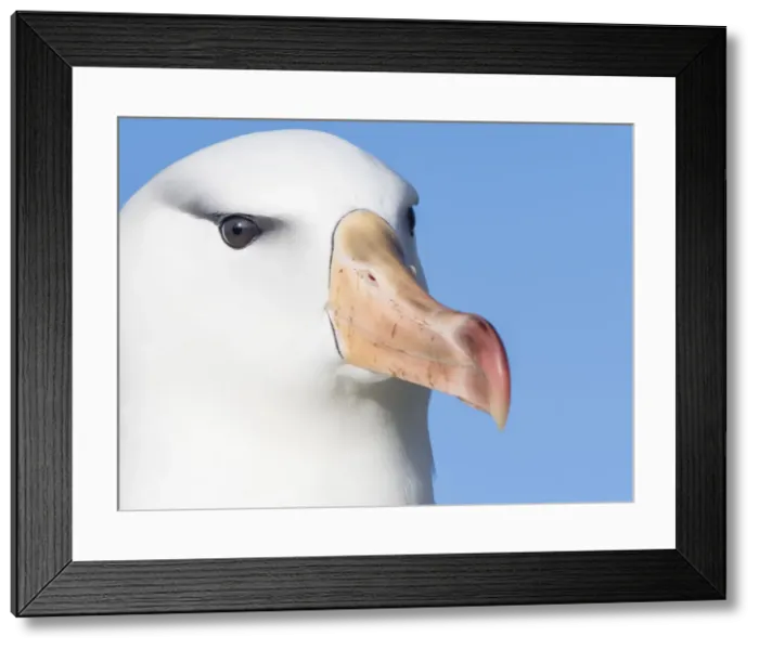 Framed Print : Black-browed albatross, Thalassarche melanophris, at breeding colony on New Island Framed Print : Black-browed albatross, Thalassarche melanophris, at breeding colony on New Island