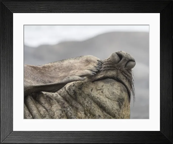 Framed Print : Adult bull southern elephant seal, Mirounga leonina, proboscis detail, Fortuna Bay