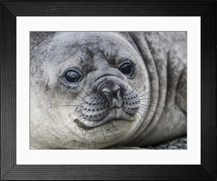 Framed Print : Curious southern elephant seal pup, Mirounga leonina, in Jason Harbor, South Georgia Island Framed Print : Curious southern elephant seal pup, Mirounga leonina, in Jason Harbor, South Georgia Island