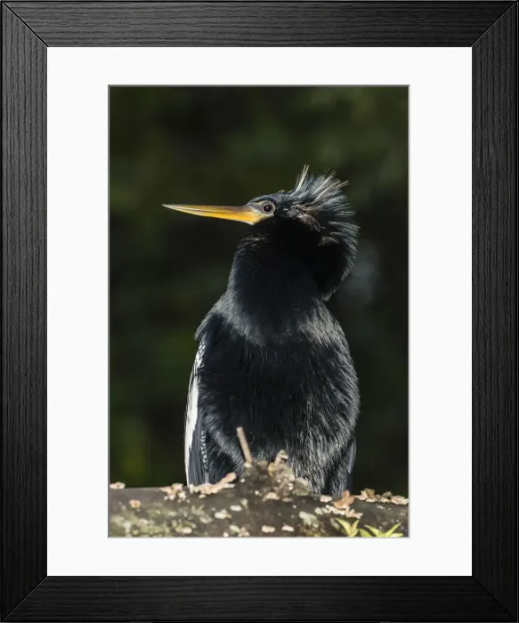Framed Print : An adult male anhinga, Anhinga anhinga, at night in Tortuguero National Park, Costa Rica Framed Print : An adult male anhinga, Anhinga anhinga, at night in Tortuguero National Park, Costa Rica