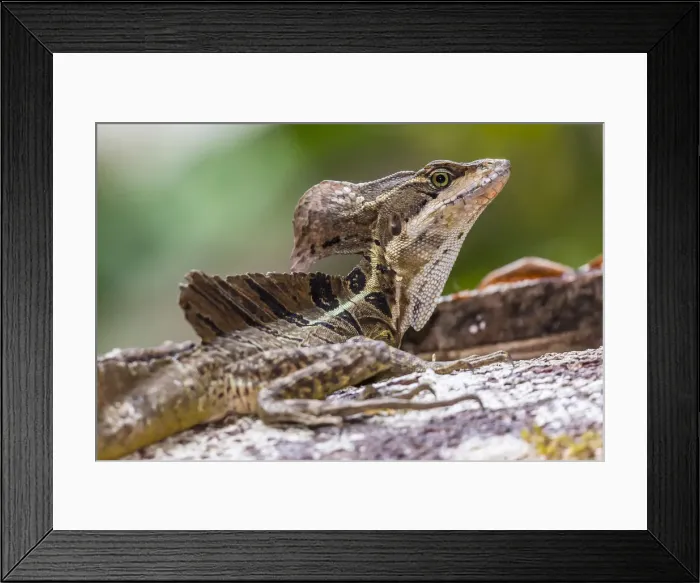 Framed Print : An adult male common basilisk, Basiliscus basiliscus, in Corcovado National Park Framed Print : An adult male common basilisk, Basiliscus basiliscus, in Corcovado National Park