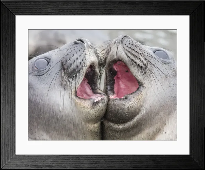 Framed Print : Male southern elephant seal pups, Mirounga leonina, mock fighting in Gold Harbour Framed Print : Male southern elephant seal pups, Mirounga leonina, mock fighting in Gold Harbour