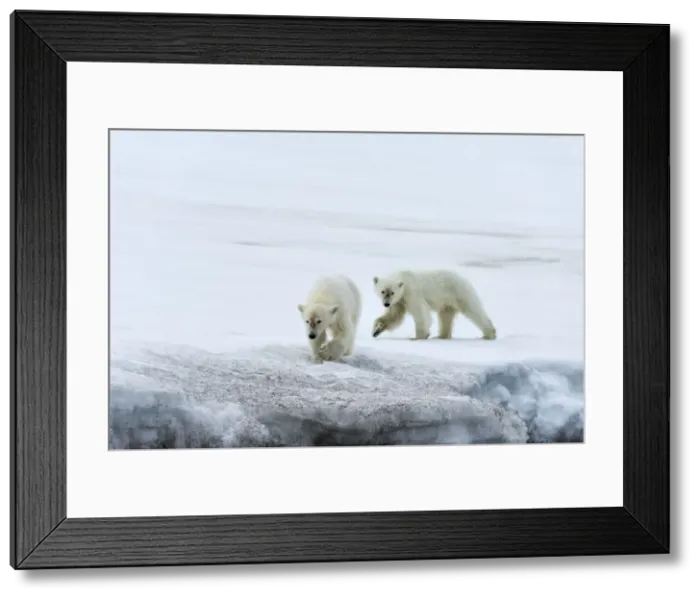 Framed Print : Yearling polar bear (Ursus maritimus) on a glacier, Bjornsundet, Hinlopen Strait Framed Print : Yearling polar bear (Ursus maritimus) on a glacier, Bjornsundet, Hinlopen Strait
