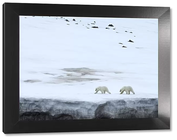 Yearling polar bear (Ursus maritimus) on a glacier, Bjornsundet, Hinlopen Strait