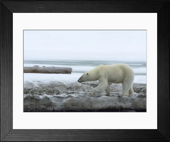 Framed Print : Female polar bear (Ursus maritimus) on a glacier, Bjornsundet, Hinlopen Strait, Spitsbergen Island Framed Print : Female polar bear (Ursus maritimus) on a glacier, Bjornsundet, Hinlopen Strait, Spitsbergen Island