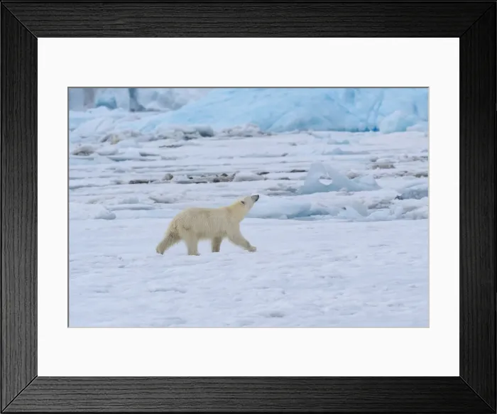 Framed Print : Female polar bear (Ursus maritimus) on pack ice, Bjornsundet, Hinlopen Strait, Spitsbergen Island Framed Print : Female polar bear (Ursus maritimus) on pack ice, Bjornsundet, Hinlopen Strait, Spitsbergen Island