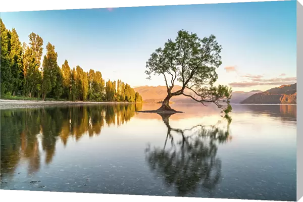 The lone tree in Lake Wanaka in the morning light, Wanaka, Queenstown Lakes district