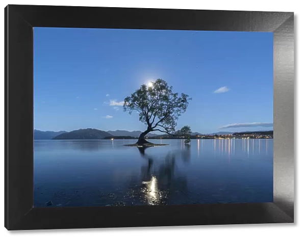 The lone tree in Lake Wanaka under the moonlight at dusk, Wanaka, Queenstown Lakes