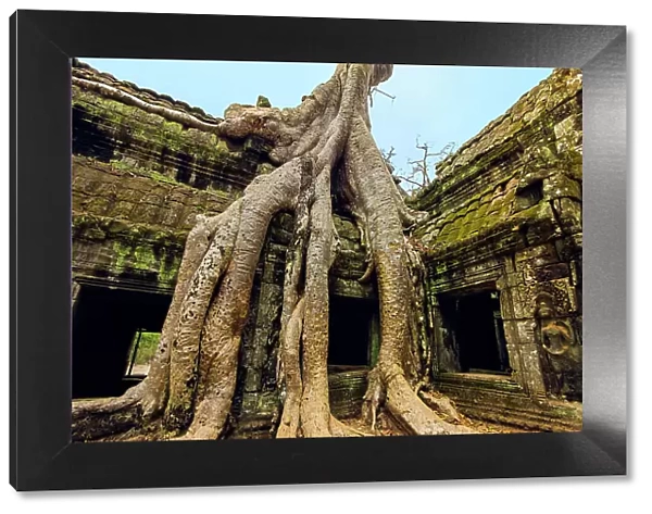 Tree roots on a gallery in 12th century Khmer temple Ta Prohm, a Tomb Raider film