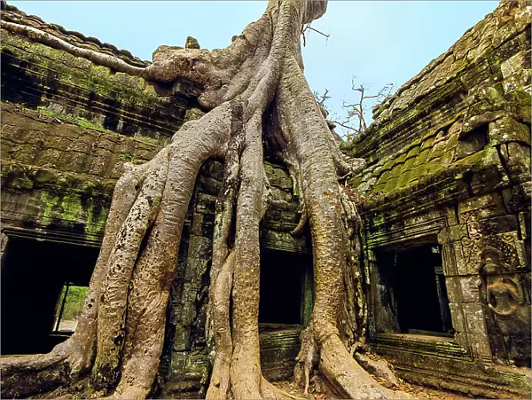 Tree roots on a gallery in 12th century Khmer temple Ta Prohm, a Tomb Raider film