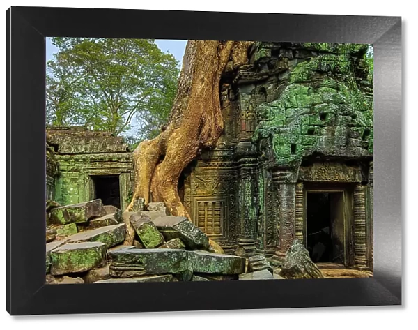 Tree root on gopura entrance at 12th century temple Ta Prohm, a Tomb Raider film location