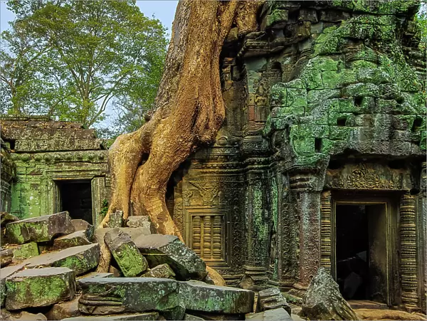 Tree root on gopura entrance at 12th century temple Ta Prohm, a Tomb Raider film location