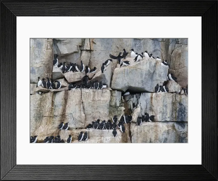 Framed Print : Bruennichs Guillemots (Uria lomvia), Alkefjellet, Spitsbergen, Svalbard Islands Framed Print : Bruennichs Guillemots (Uria lomvia), Alkefjellet, Spitsbergen, Svalbard Islands