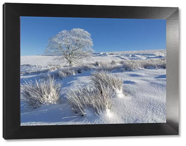 Panoramic view of frozen tree in snow covered landscape near Buxton, High Peak, Derbyshire