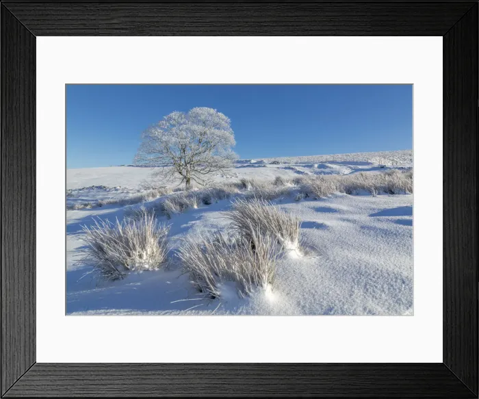 Framed Print : Panoramic view of frozen tree in snow covered landscape near Buxton, High Peak, Derbyshire Framed Print : Panoramic view of frozen tree in snow covered landscape near Buxton, High Peak, Derbyshire