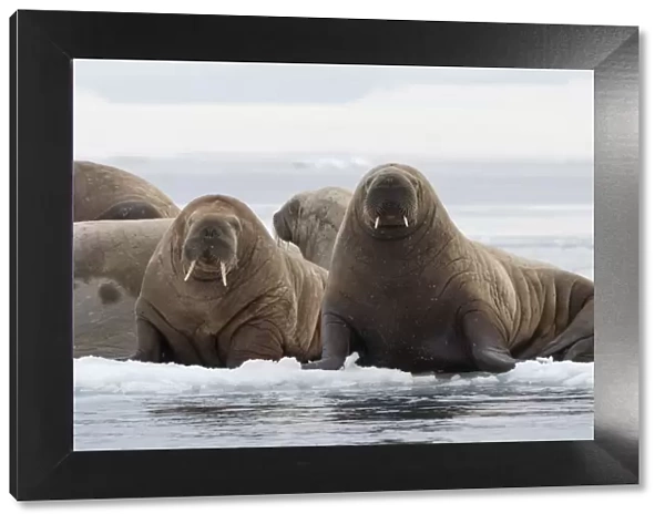 Atlantic walruses (Odobenus rosmarus), Vibebukta, Austfonna, Nordaustlandet, Svalbard