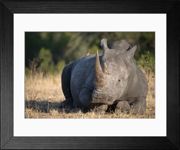 Framed Print : Rhinoceros (Ceratotherium simum) in savanna, Kruger National Park, South-Africa, Africa Framed Print : Rhinoceros (Ceratotherium simum) in savanna, Kruger National Park, South-Africa, Africa
