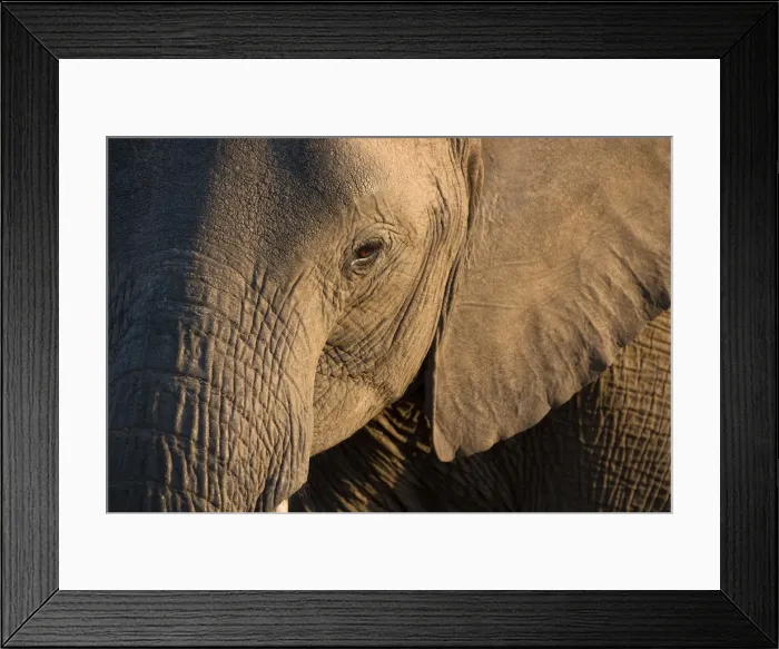Framed Print : Close-up of baby African Elephant (Loxodonta africana), Kruger National Park, South-Africa Framed Print : Close-up of baby African Elephant (Loxodonta africana), Kruger National Park, South-Africa