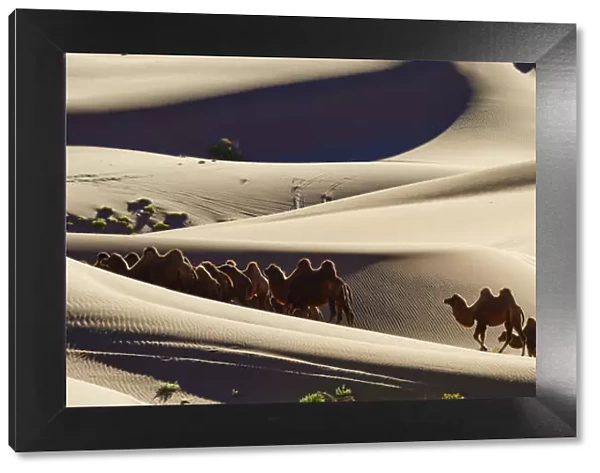 Bactrian camels, Badain Jaran Desert, Gobi Desert, Inner Mongolia, China, Asia