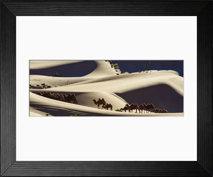 Framed Print : Bactrian camels, Badain Jaran Desert, Gobi Desert, Inner Mongolia, China, Asia Framed Print : Bactrian camels, Badain Jaran Desert, Gobi Desert, Inner Mongolia, China, Asia