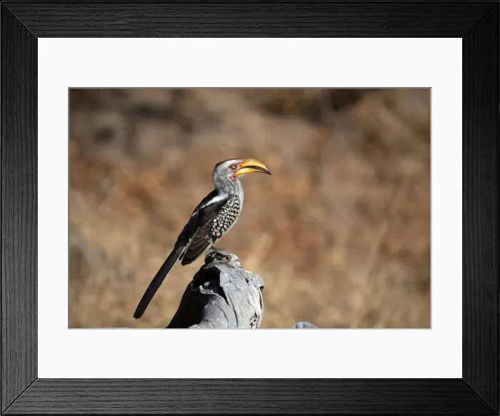 Framed Print : Hornbill (Bucerotidae) on tree, Kruger National Park, South-Africa, Africa Framed Print : Hornbill (Bucerotidae) on tree, Kruger National Park, South-Africa, Africa