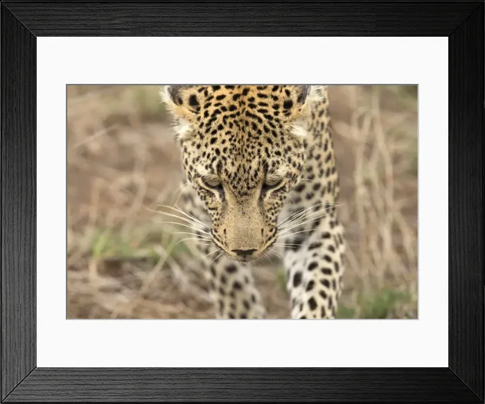 Framed Print : African Leopard (Panthera pardus) in savanna, Kruger National Park, South-Africa, Africa Framed Print : African Leopard (Panthera pardus) in savanna, Kruger National Park, South-Africa, Africa