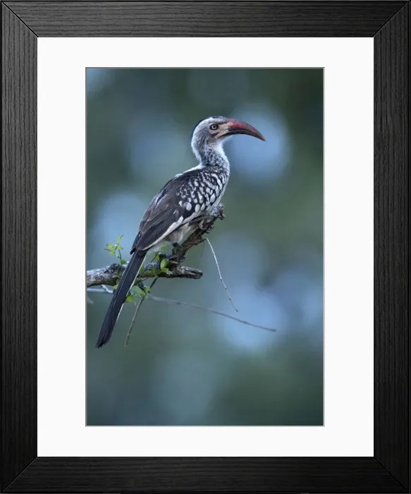 Framed Print : Hornbill (Bucerotidae) on tree, Kruger National Park, South-Africa, Africa Framed Print : Hornbill (Bucerotidae) on tree, Kruger National Park, South-Africa, Africa