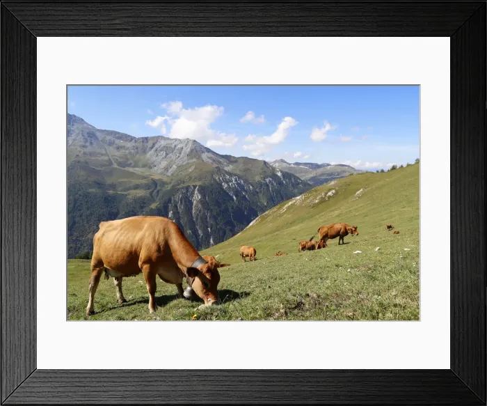 Framed Print : The milk used for Beaufort cheese comes from the Tarine cows that graze in the high Framed Print : The milk used for Beaufort cheese comes from the Tarine cows that graze in the high