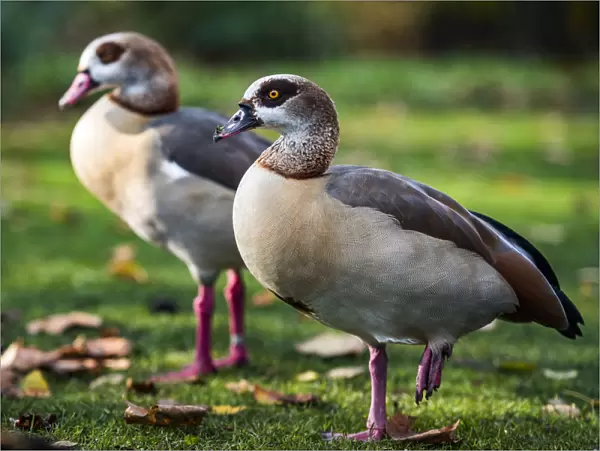 Egyptian Geese in Regents Park, one of the Royal Parks of London, England, United Kingdom