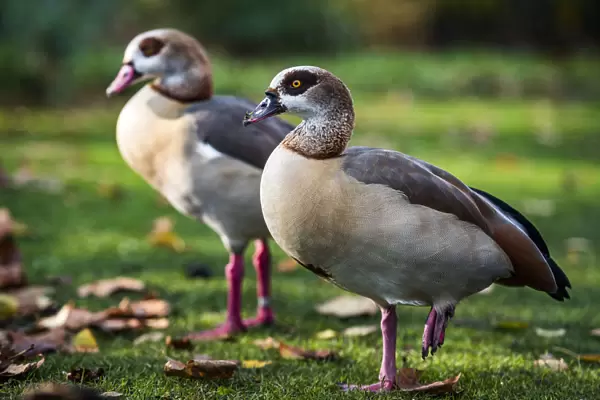 Egyptian Geese in Regents Park, one of the Royal Parks of London, England, United Kingdom