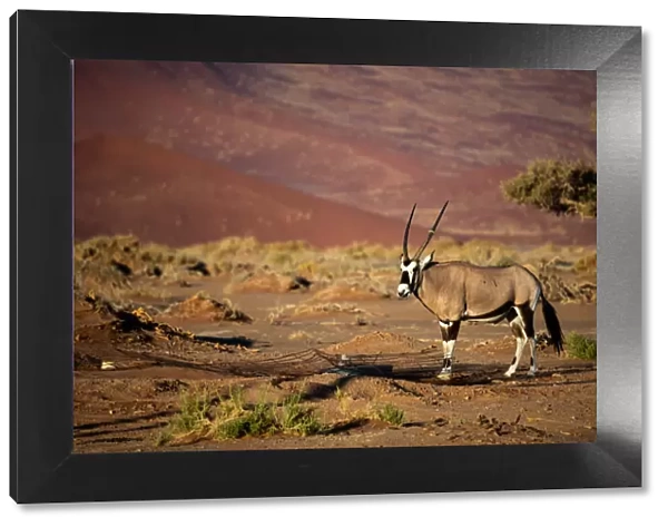 Oryx strolls through the Sossusvlei National Park, Namibia, Africa