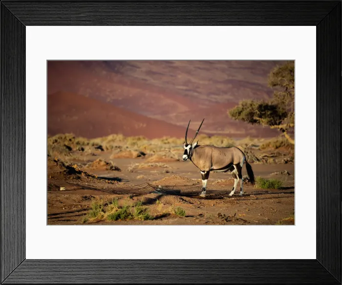 Framed Print : Oryx strolls through the Sossusvlei National Park, Namibia, Africa Framed Print : Oryx strolls through the Sossusvlei National Park, Namibia, Africa