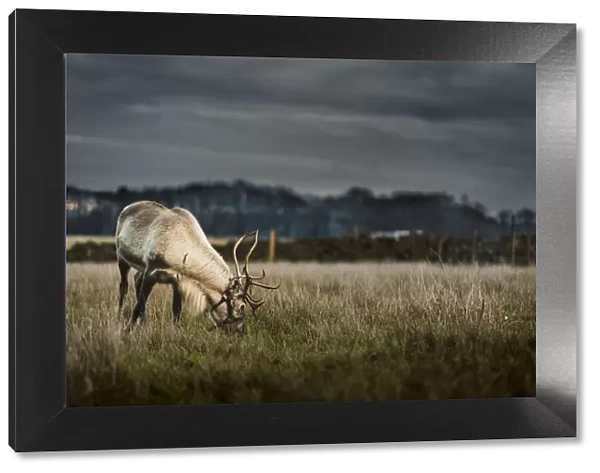 A reindeer eating grass on the outskirts of the Peak District, South Yorkshire, Yorkshire
