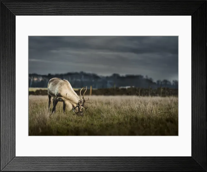 Framed Print : A reindeer eating grass on the outskirts of the Peak District, South Yorkshire, Yorkshire Framed Print : A reindeer eating grass on the outskirts of the Peak District, South Yorkshire, Yorkshire