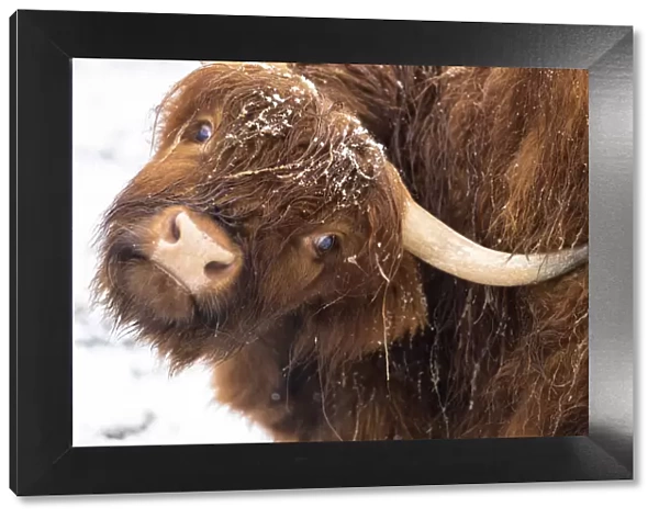 Highland cow under the snow, Valtellina, Lombardy, Italy, Europe