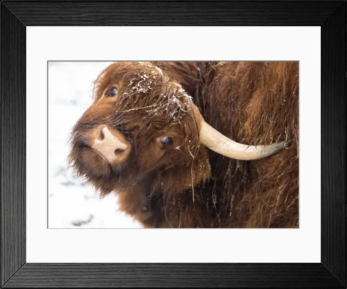 Framed Print : Highland cow under the snow, Valtellina, Lombardy, Italy, Europe Framed Print : Highland cow under the snow, Valtellina, Lombardy, Italy, Europe