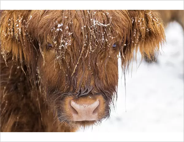 Highland cow under the snow, Valtellina, Lombardy, Italy, Europe