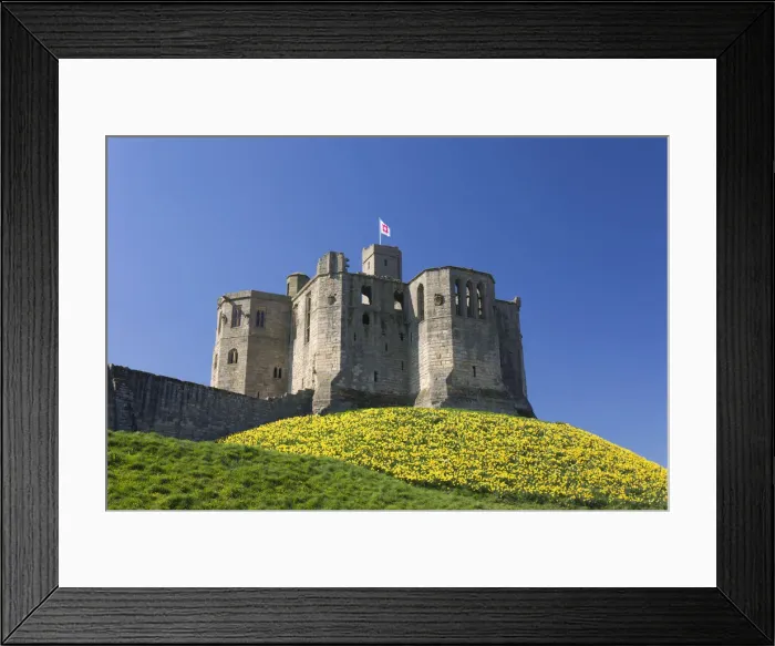 Framed Print : The Great Tower of Warkworth Castle, spring, carpet of golden daffodils on hillside Framed Print : The Great Tower of Warkworth Castle, spring, carpet of golden daffodils on hillside
