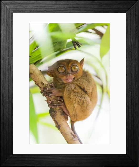 Framed Print : Tarsier, Loboc, Bohol, Central Visayas, Philippines, Southeast Asia, Asia Framed Print : Tarsier, Loboc, Bohol, Central Visayas, Philippines, Southeast Asia, Asia